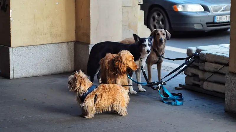 Can You Ride An Ebike With A Dog