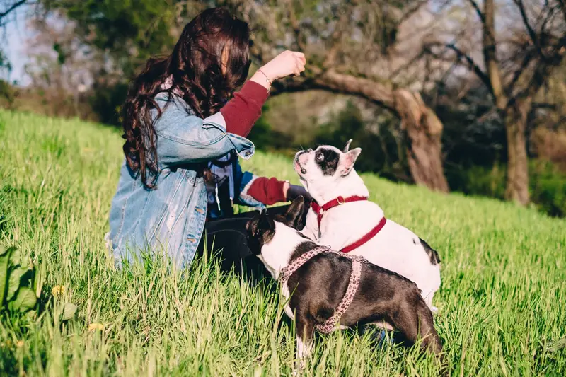 Getting Your Dog Used To It