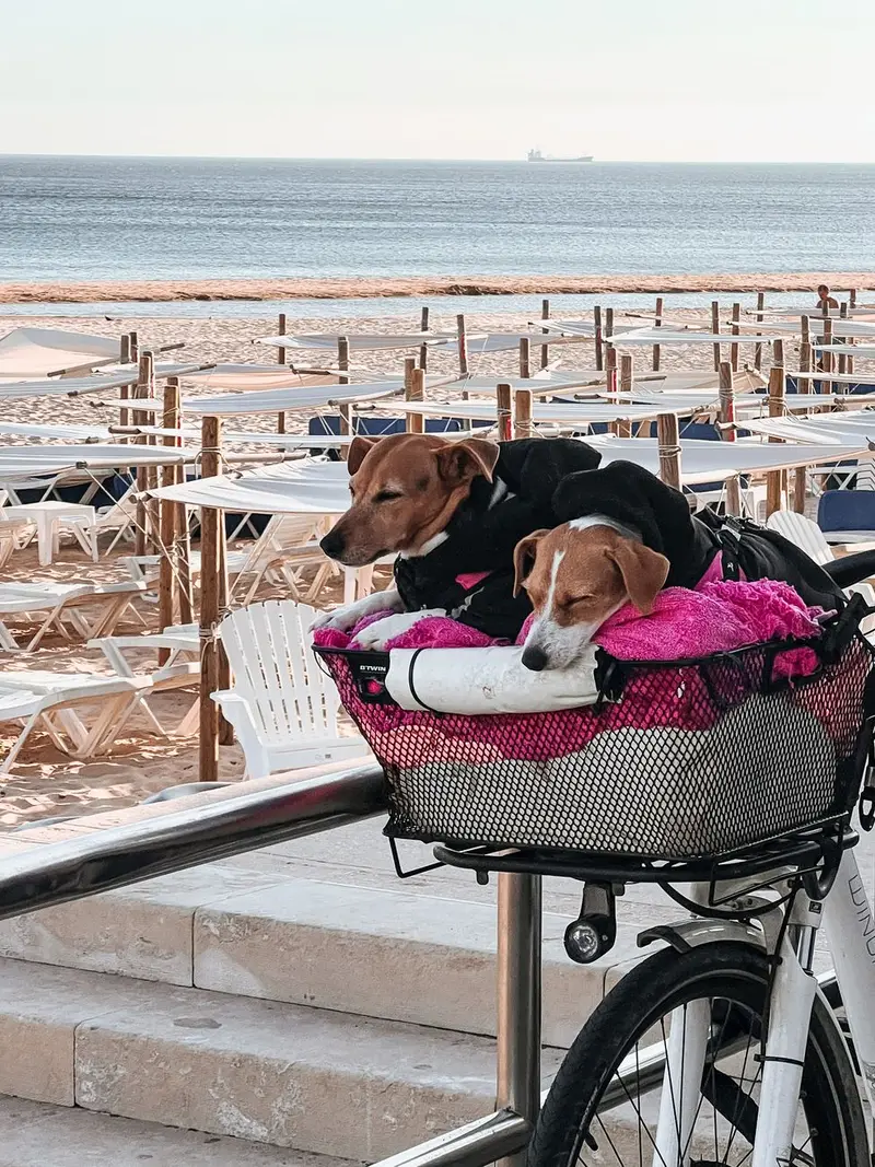 Honest Pricing For Carrying Your Dog
